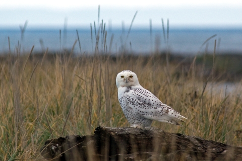 A Snowy Owl Perches on a Log Near the Sea