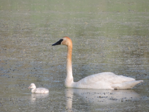 Trumpeter swan and young swimming in Pablo day use pond 