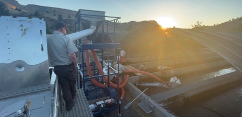 Warm Springs National Fish Hatchery staff load young spring Chinook salmon for transport and transfer during an extreme Pacific Northwest heat wave in June 2021