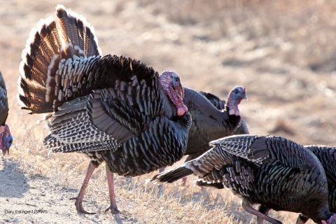 Wild Turkey observed at J. Clark Salyer National Wildlife Refuge