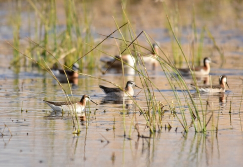 Wilson's phalarope swimming behind vegetation