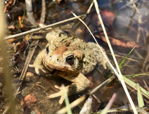 A beige and green toad sits in a puddle among grasses and other leafy debris