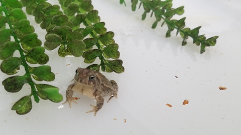 Wyoming Toad