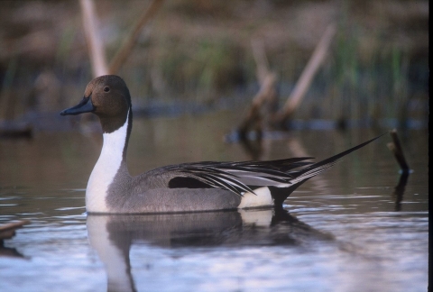 Northern pintail