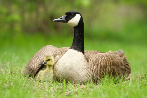 Canada goose protects newborn under its wing