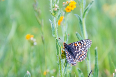 Butterfly rests on tall flowering plant.