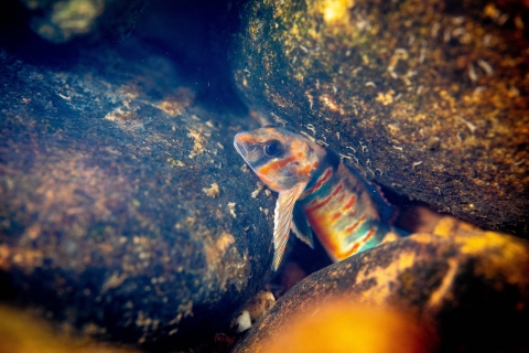 A blue, white, and red-orange fish hiding in between rocks 