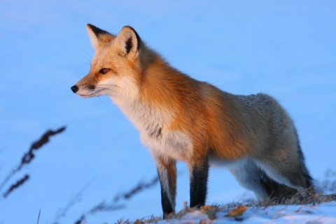 Red fox