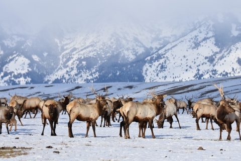 A herd of elk in a snowy field and craggy mountains in the backdrop.