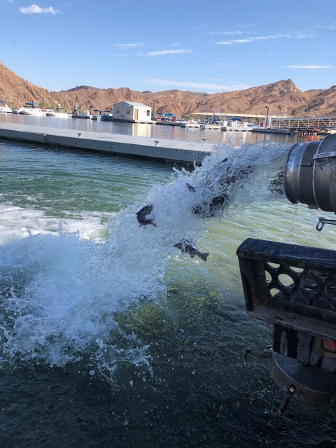 rainbow trout being dumped into a body of water through a large spout