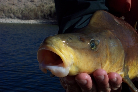 A close-up of a razorback sucker with its mouth open being held