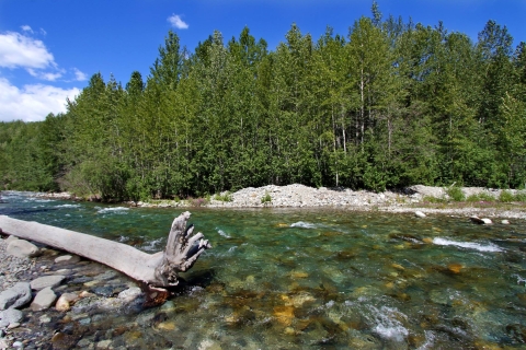 a clear creek with trees in the background