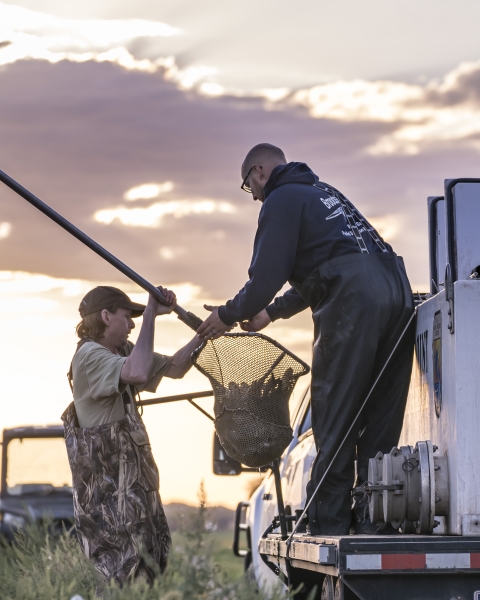 One hatchery worker passes a net full of small fish to another.