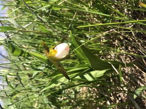 A small light pink flower, about the size of a quarter, hides in the prairie grasses. The flower consists of a lower petal, which looks like a small balloon. The lateral (long narrow petals) are streaky brown and green and fan out around the lower petal.