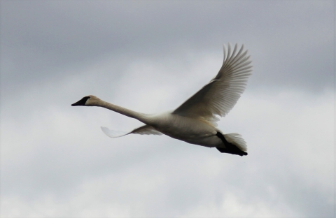 Trumpeter Swan at Lacreek NWR