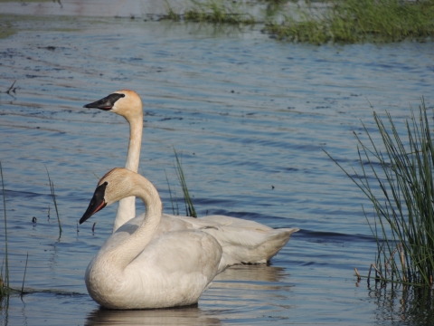 A pair of trumpeter swans rest in the open water of a cattail marsh. The swans are white with black bills. One of the swans has its next extended as it sits more alert, watching the photographer. The swan in the foreground is more relaxed, with its neck bent and its head facing downward. 