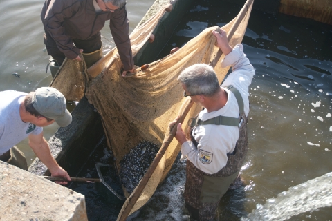 Staff harvesting a bluegill pond at NNFH