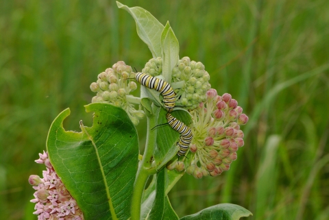 native mildweed