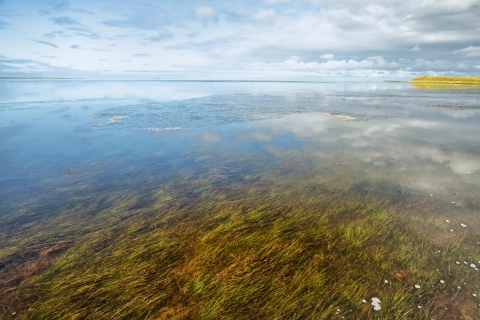 a bed of eelgrass