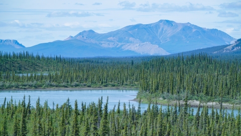 mountains behind trees and a lake