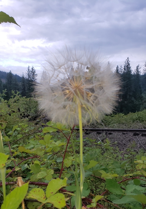 Dandelion on the tracks passing through Ahsahka