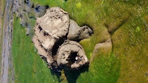 Alligator Snapping Turtle at Natchitoches NFH