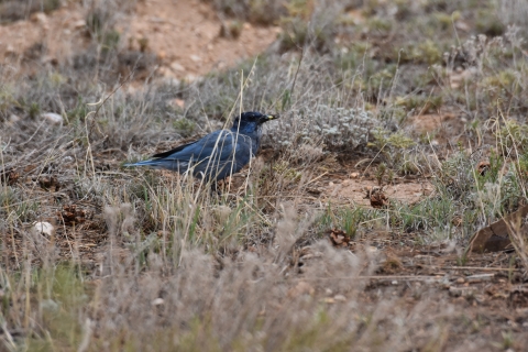 a pinyon jay standing on the ground surrounded by patchy vegetation