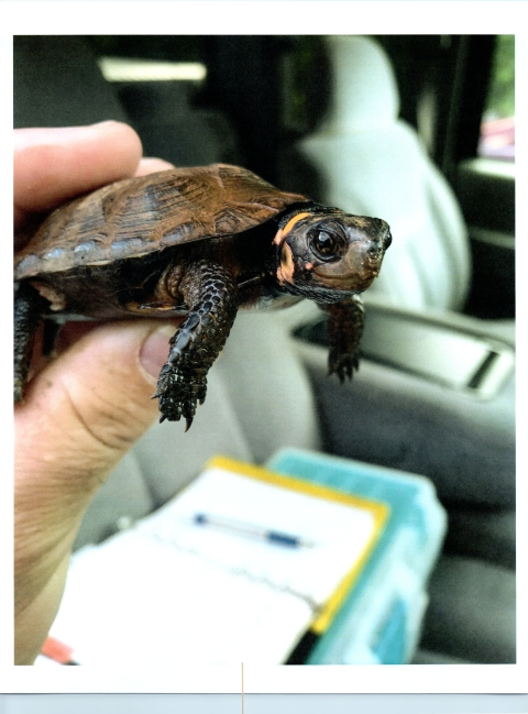 Eastern bog turtle