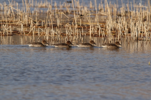 Four Pintail Females Pahranagat NWR