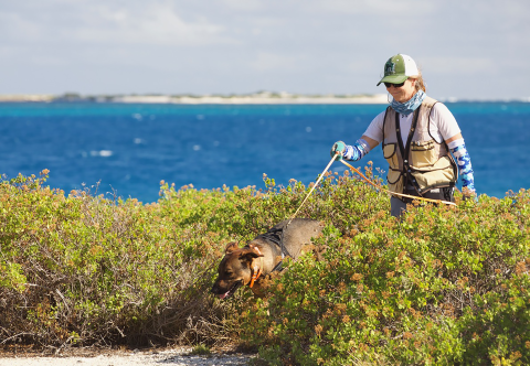 A dog leads its handler through bushes on Johnston. The ocean is in the backgroud.