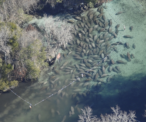 Manatee Sanctuary During a Cold Winter Day 