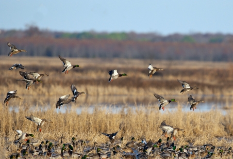 Mallards landing in a moist-soil unit on Bald Knob NWR