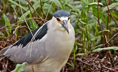 Black and white bird with red eyes.