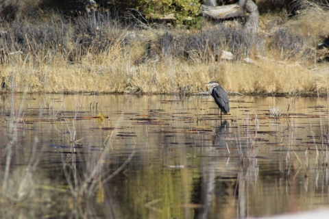 Blue Heron at Upper Lake Pahranagat NWR