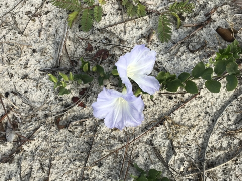 Bonamia blooming with a pale purple flower.