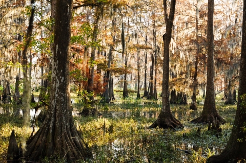 Bald cypress in bottomland hardwood forest at Savannah NWR