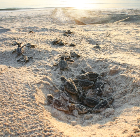 Turtles hatching at sunrise.