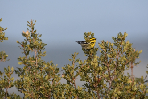 a townsend's warbler perched on the top of a tree