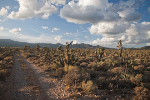 Dirt road passing through the desert