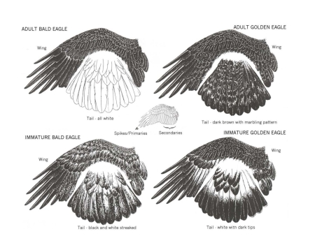 Diagram: Feather distinction by age and species-Bald and Golden Eagles