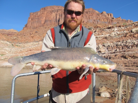 Giant razorback sucker from Lake Powell