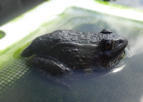 Juvenile gopher frog sitting on artificial lily pad at Edenton NFH