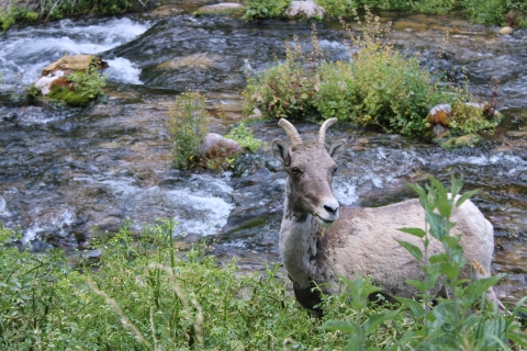 Bighorn Sheep down at Jones Creek