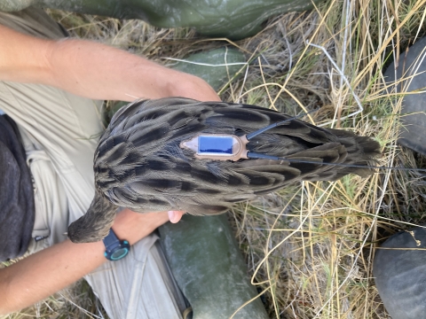 Biologist holding a bird with a transmitter attached to its back