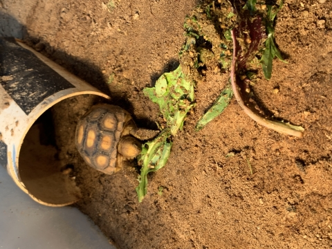 Juvenile Gopher Tortoise