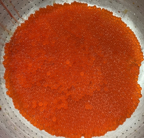 Chinook salmon eggs