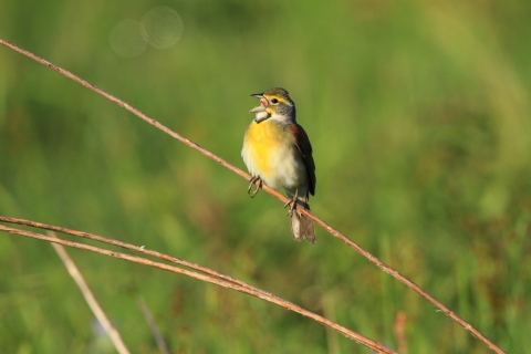 A songbird with a bright chest sings as it's perched on a long blade of grass.