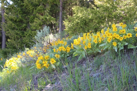 Yellow arrowleaf balsamroot flowers in the spring on a hillside.