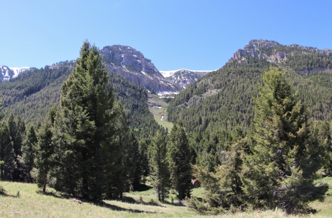 Green conifer trees and grass in a snow-capped mountain foothill under bright blue skies