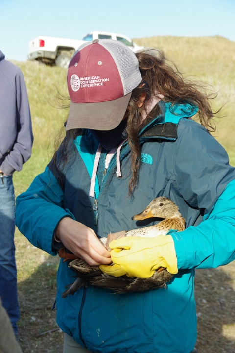 Kelly Kaye, American Conservation Experience (ACE) Intern Biological Science Technician banding a recently captured wild Mallard duck.